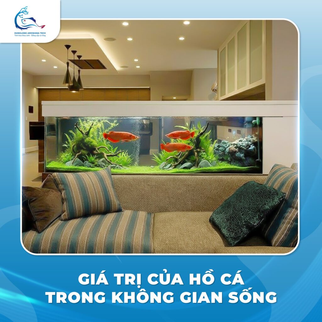 Bể Cá Rồng Huyết Long Trang Trí Phòng Khách Sang Trọng