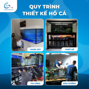 Quy Trình Thiết Kế Thi Công Hồ Cá Chuyên Nghiệp