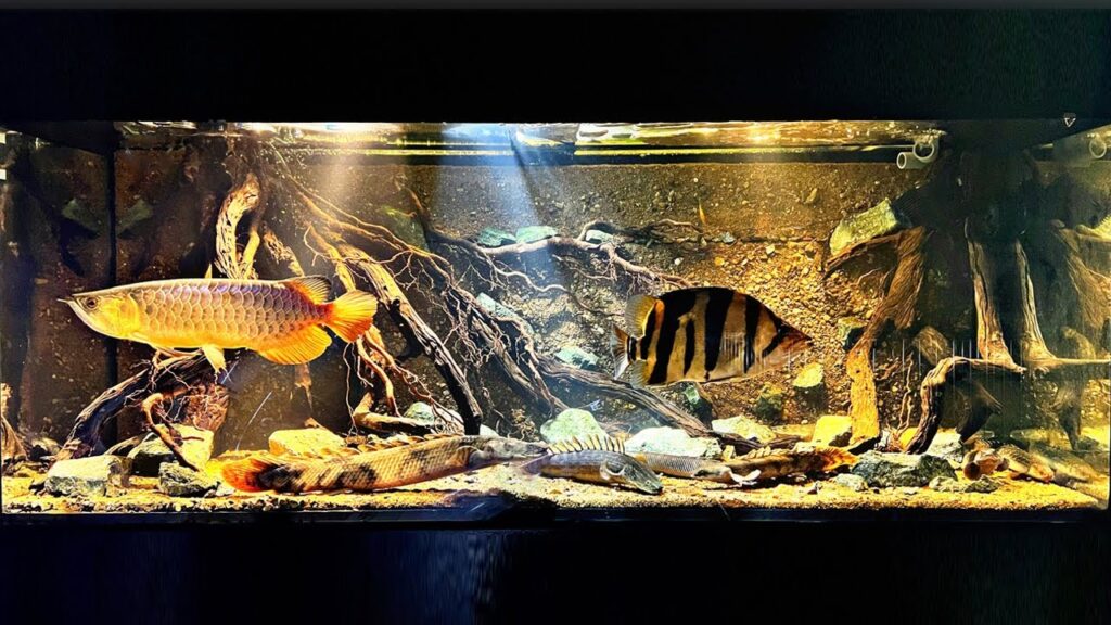 Bể Cá Hổ Nuôi Chung Cá Rồng Cộng Đồng