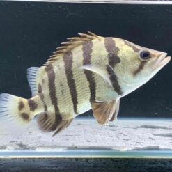 Giới Thiệu Cá Hổ Bạc (Silver Tigerfish) Nước Lợ