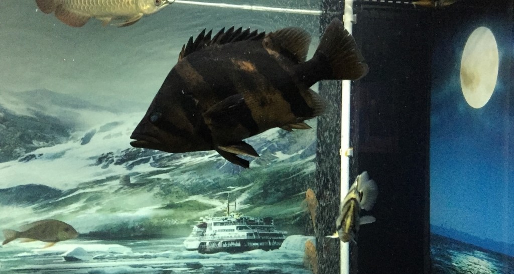 Cá Hổ Bị Đen Do Stress