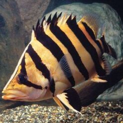 Cá Hổ Indo Sumatera Sọc Vằn Sắc Nét