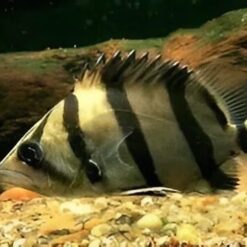 Hình Ảnh Cá Hổ Mê Kông (Mekong Tigerfish) Sọc To