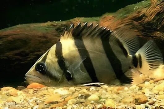 Hình Ảnh Cá Hổ Mê Kông (Mekong Tigerfish) Sọc To