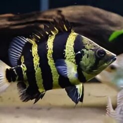 Đặc Điểm Nhận Dạng Cá Hổ New Guinea (New Guinea Tigerfish)