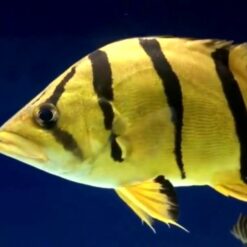 Cá Hổ Thái Siamese Tiger Fish