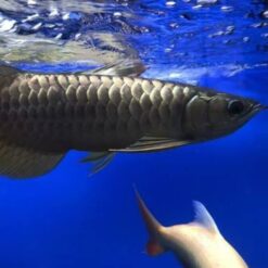 Giới Thiệu Cá Rồng Hắc Long (Black Arowana)