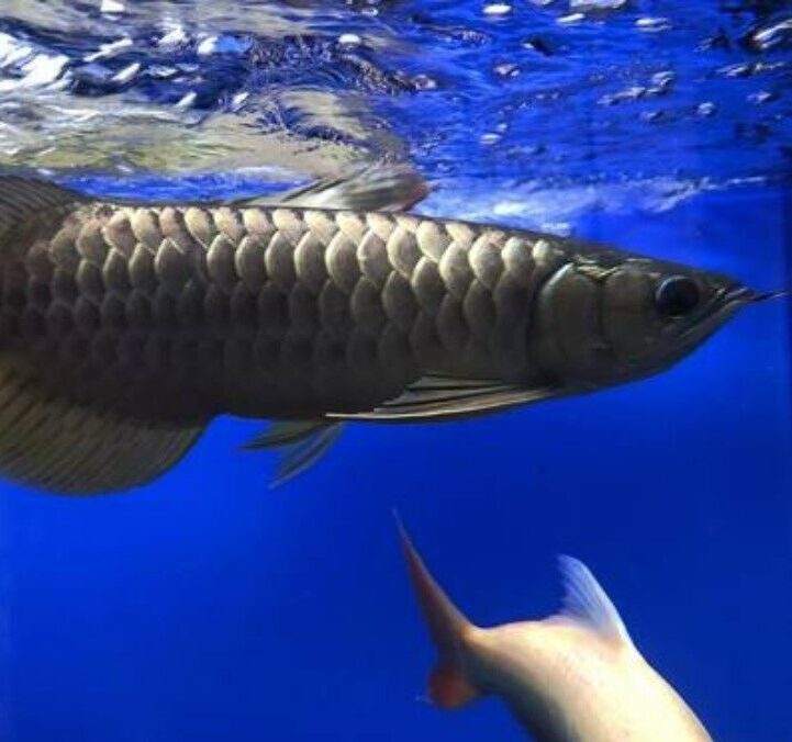 Giới Thiệu Cá Rồng Hắc Long (Black Arowana)