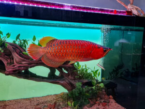 Cá Rồng Huyết Long Super Red Arowana