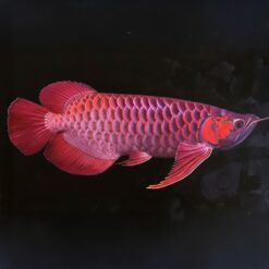 Cá Rồng Huyết Long Vảy Đỏ Rực Chất Lượng Cao