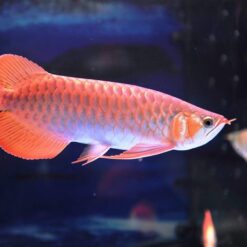 Hình Ảnh Cá Rồng Kim Long Hồng Vỹ (Red Tail Golden - RTG)