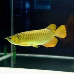 Cá Rồng Kim Long Quá Bối Vảy Leo Hàng 6 Vàng 24K