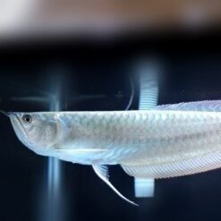 Hình Ảnh Cá Rồng Ngân Long (Silver Arowana) Từ Nam Mỹ