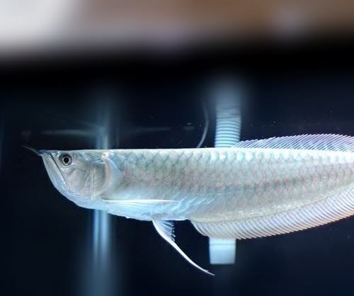 Hình Ảnh Cá Rồng Ngân Long (Silver Arowana) Từ Nam Mỹ