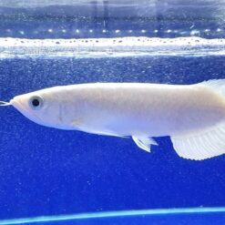 Hình Ảnh Cá Rồng Platin (Platinum Arowana) Đột Biến Hiếm Gặp