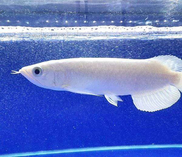 Hình Ảnh Cá Rồng Platin (Platinum Arowana) Đột Biến Hiếm Gặp