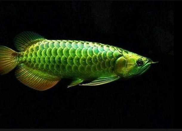 Đặc Điểm Nhận Dạng Cá Rồng Thanh Long (Green Arowana)