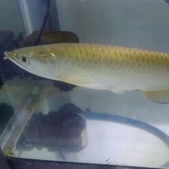 Đặc Điểm Hoa Văn Vảy Cá Rồng Úc (Jardini Arowana)