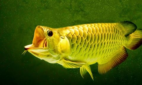 Cách Chọn Mua Cá Rồng Khỏe Mạnh