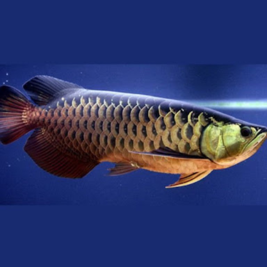 Cách Nuôi Cá Rồng Khỏe Mạnh