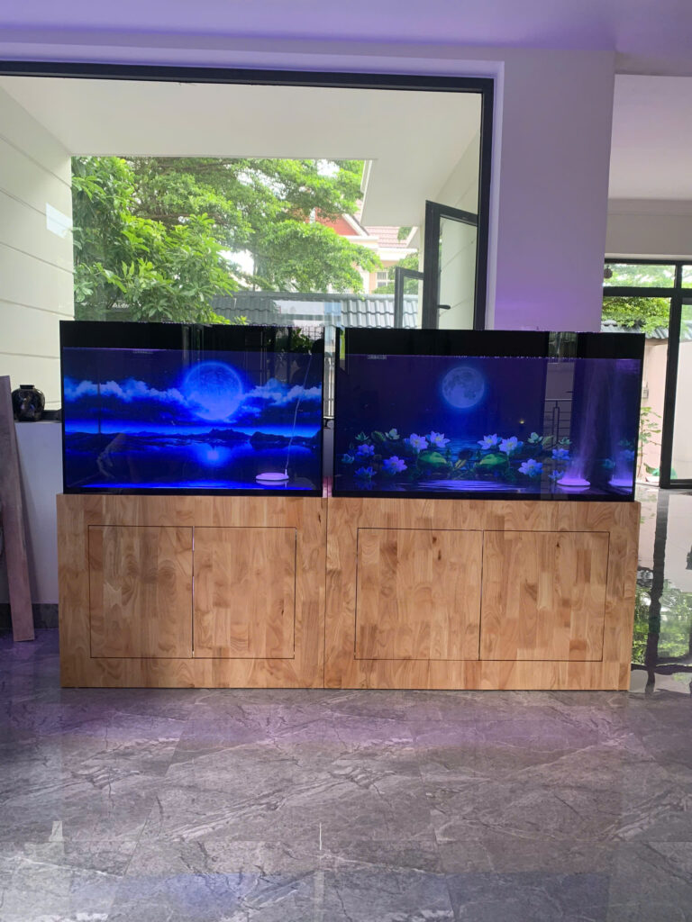 Giai Đoạn Cycling Bể Cá Mới