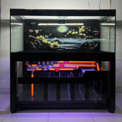 Siêu Phẩm Bể Cá Hàn Mai Vọng Nguyệt