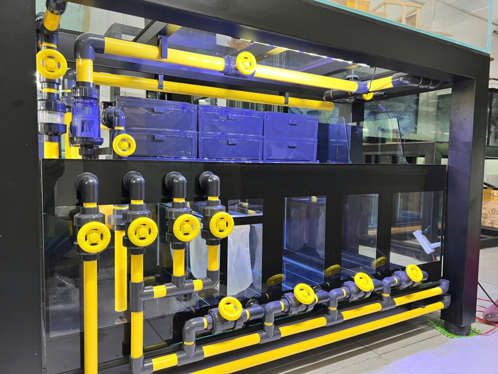 Hệ Thống Lọc Tràn Dưới Cho Bể Cá Rồng