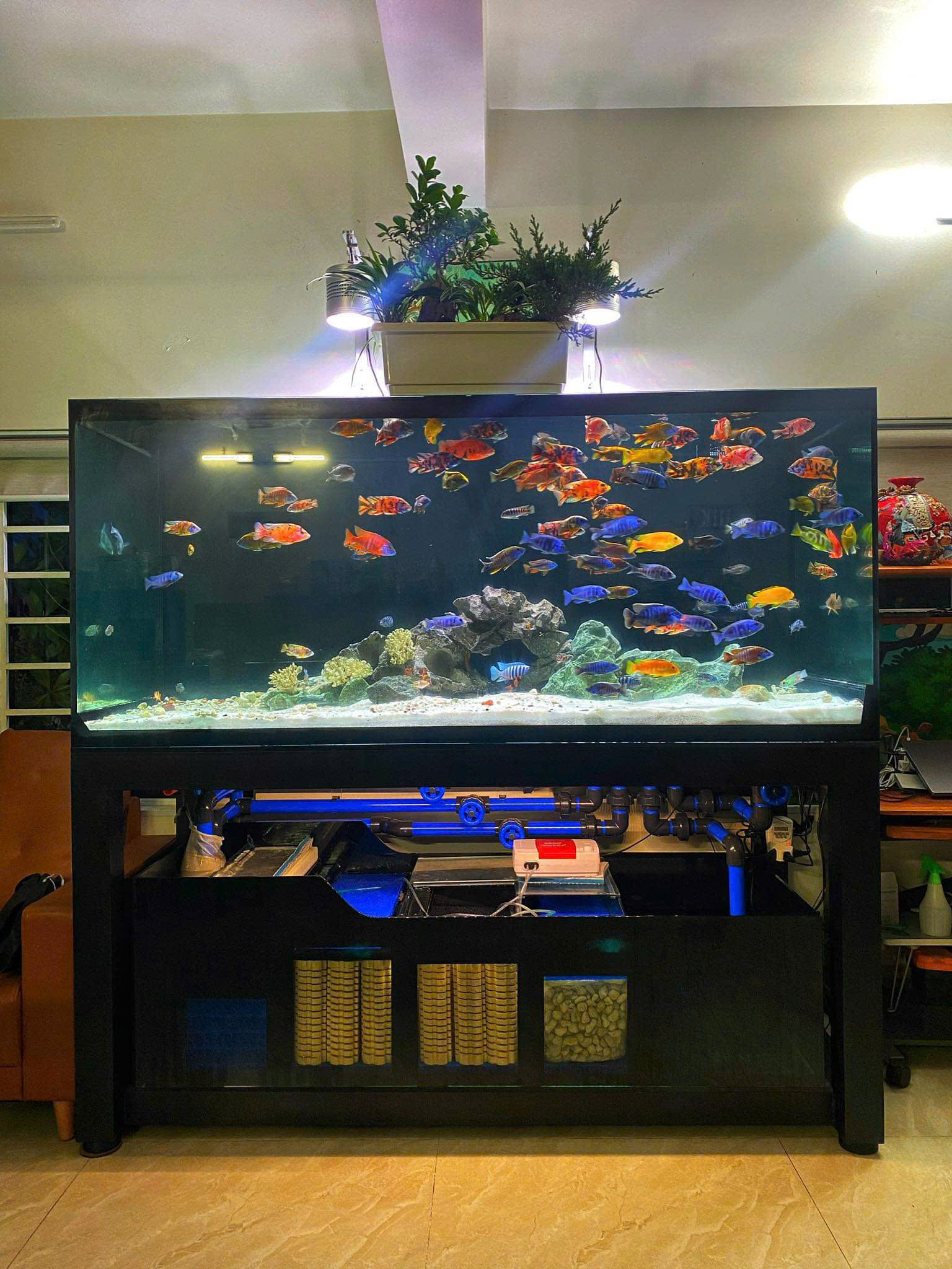 Hướng Dẫn Setup Bể Cá Cảnh Cho Người Mới