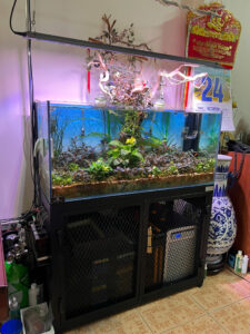 Siêu Phẩm Bể Thủy Sinh Mộc Tinh Vọng Thủy