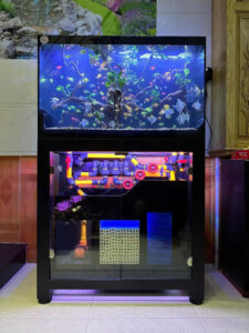 Siêu Phẩm Bể Cá Cộng Đồng Ngũ Sắc Thần Mộc