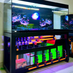 Siêu Phẩm Bể Cá Nguyệt Liên Tịnh Thủy