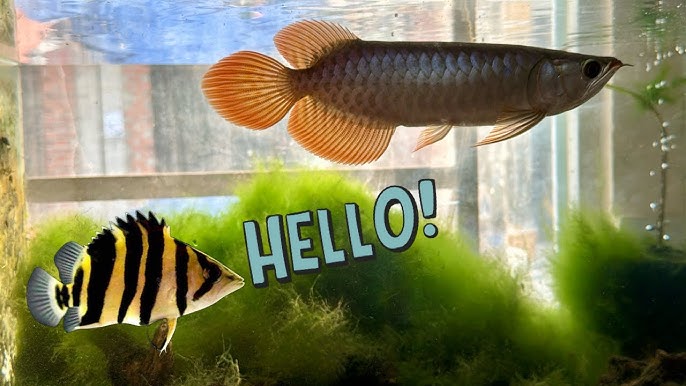 Nuôi Chung Cá Hổ Và Cá Rồng