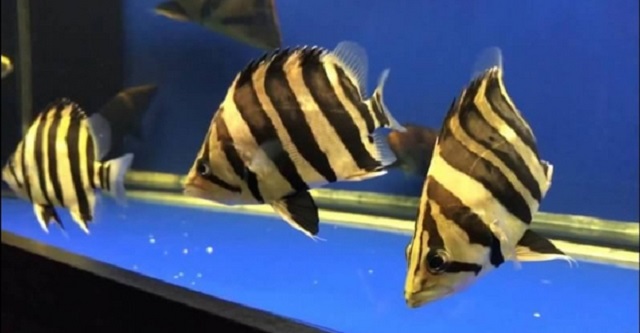 Phân Biệt Cá Hổ Indo Và Thái