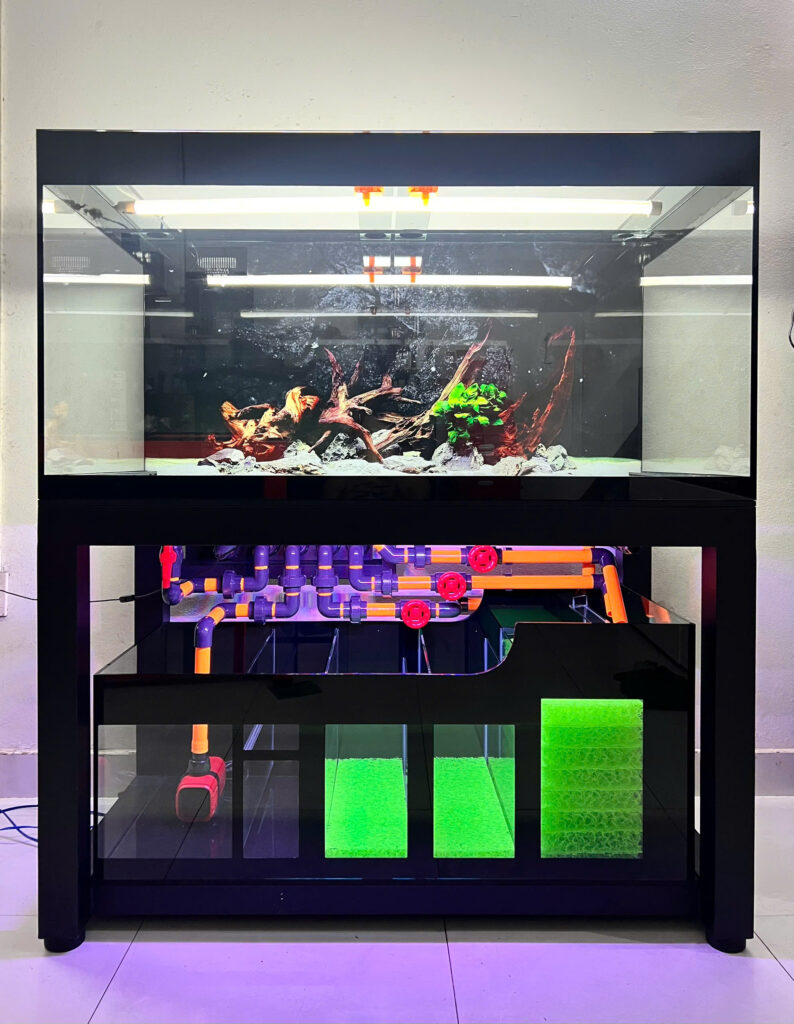 Setup Bể Cá Hổ Chống Stress