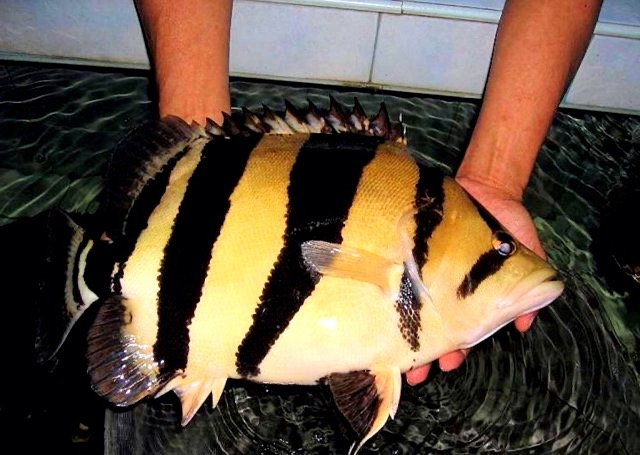 Tiêu Chí Chọn Sọc Cá Hổ Đẹp