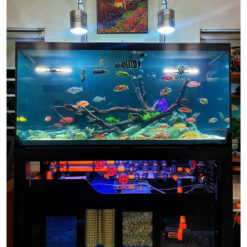 Siêu Phẩm Bể Cá Cichlid Vũ Điệu Phi Châu